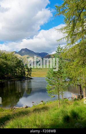 Blea Tarn and Langdale Pikes, Little Langdale,  Lake District National Park, Cumbria, England UK Stock Photo