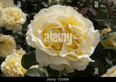 Rosa Elina Dicjana with pale yellow pink tinged petals Stock Photo