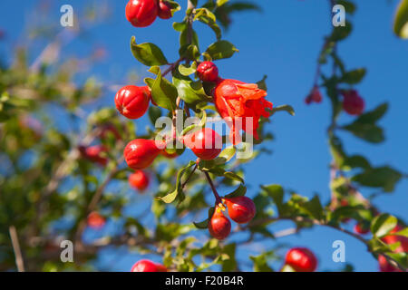 Pomegranate red flower and buds on a branch against blue sky Stock Photo