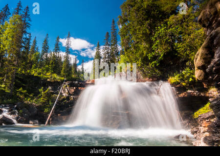 Waterfall in a primeval forest in Norway. Stock Photo