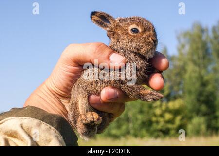 Close up of male hand holding up tiny juvenile rabbit Stock Photo