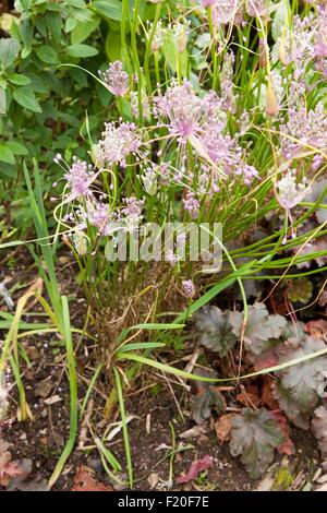 Allium Pulchellum in cottage garden on a summers day in Cornwall. Stock Photo
