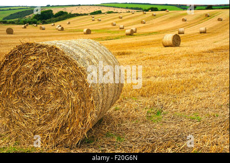 STRAW BALES IN FIELD IN DEVON UK Stock Photo