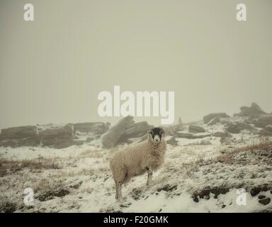 Sheep in snow, Swaledale, Yorkshire, England Stock Photo