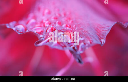 rain drops on a gladioli petal, norfolk, england Stock Photo