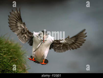 Puffin with sand eels in its beak. Borgarfjordur, on the east coast of Iceland. Stock Photo