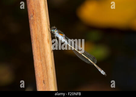 Emerald Damselfly (Lestes sponsa) perched on a reed stem seen in profile Stock Photo