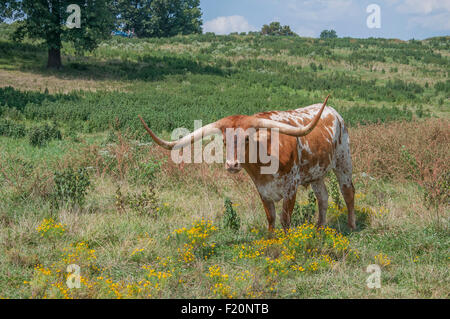 Longhorn Cattle Bos Taurus Stock Photo