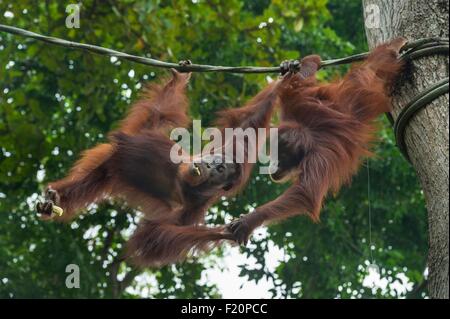 zoological mandai pongo orangutans borneo