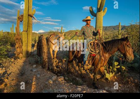 United States, Arizona, Tucson, Saguaro National Park, Tanque verde Ranch, horse hike in the middle of the desert Stock Photo