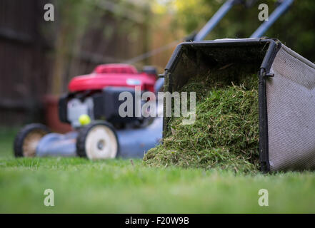 Grass cuttings from the lawnmower after cutting the grass Stock Photo