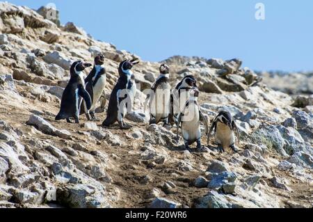 Peru, Pisco Province, Ballestas islands, boat trip across the Paracas National Reserve, Humboldt penguins (Spheniscus humboldti) Stock Photo