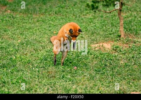 Red Fox (Vulpes vulpes), Pouncing on mouse Stock Photo