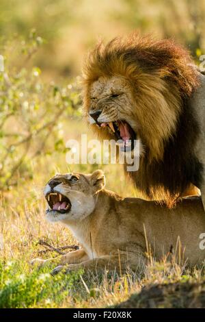 Lion couple mating - Masai Mara National Reserve, Kenya Stock Photo - Alamy