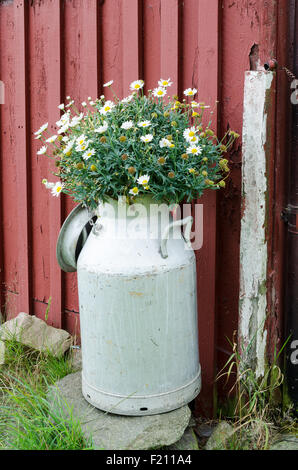 old milk judge with beutiful flower stand one one stone Stock Photo