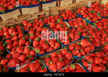 France, Vaucluse, Orange, Republic Square, Thursday market, Carpentras strawberries Stock Photo