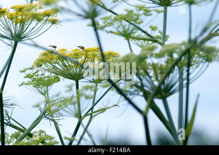 Two hover flies on a yellow flower Stock Photo