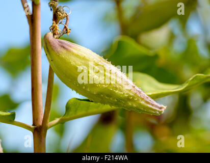 Closeup of the Asclepias Syriaca fruit, also called milkweed or silkweed. This plant produces latex Stock Photo