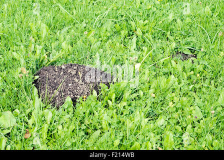 Mole mound in the field, green fresh grass background Stock Photo