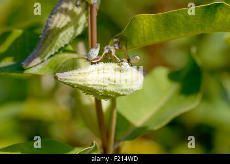 Closeup of the Asclepias Syriaca fruit, also called milkweed or silkweed. This plant produces latex Stock Photo