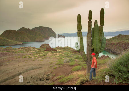 Loreto, Baja, Mexico. Man standing next to giant cactus. Stock Photo