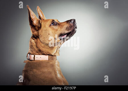 Profile of German shepherd dog in studio. Stock Photo