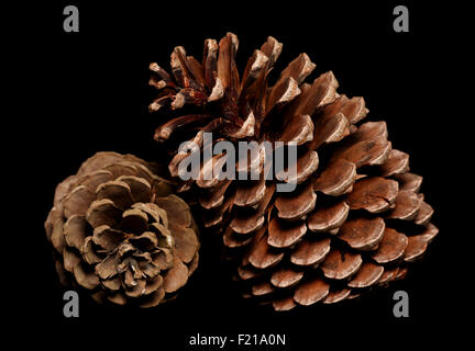 two pine cones on black background Stock Photo