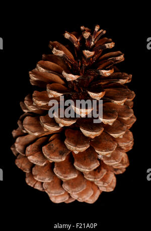 single pine cone on black background Stock Photo