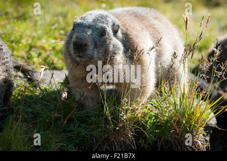 marmot in the high mountains of Austria Stock Photo