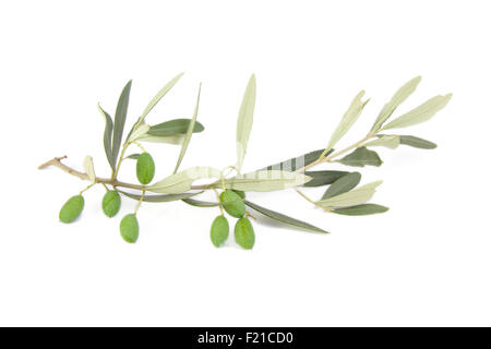 Olives on branch with leaves isolated on a white background Stock Photo