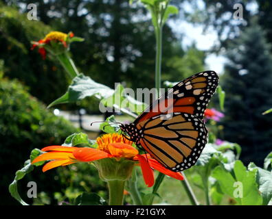 Monarch butterfly on Mexican Sunflower close up Stock Photo