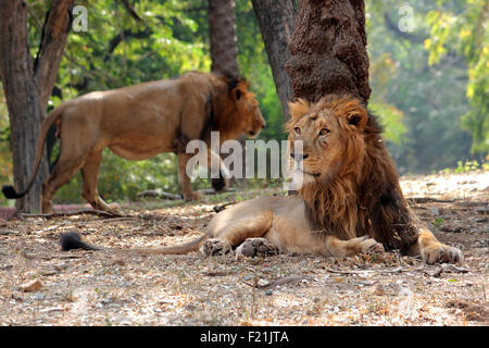 Indian Lion Gir forest Gujarat, India Stock Photo