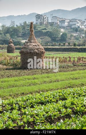 Agricultural scene with unusual straw bundle in rice field, Chengkan village, China, Asia Stock Photo