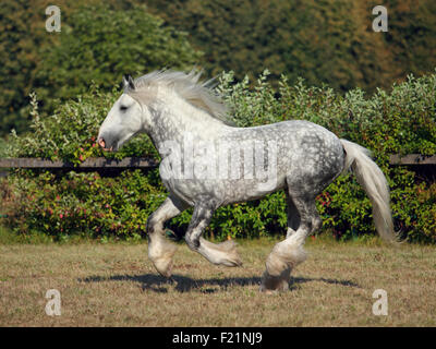 Shire Draft Horse stallion galloping in corral Stock Photo