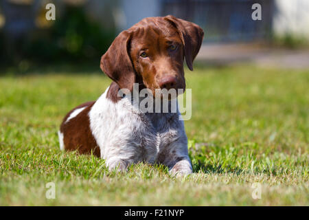 Münsterländer mixed breed puppy, 3 months old, female Stock Photo
