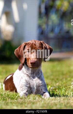 Münsterländer mixed breed puppy, 3 months old, female Stock Photo