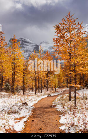 Beautiful bright larch trees in fall, with the first snow dusting on the ground. Photographed in Larch Valley, high above Morain Stock Photo