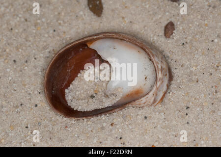 Slipper limpet, slippersnail, Pantoffelschnecke, Pantoffel-Schnecke, leere Schalen, Porzellanpantoffel, Crepidula fornicata Stock Photo