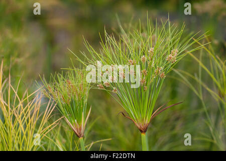 Papyrus sedge, paper reed, Indian matting plant, Nile grass, Echter Papyrus, Papyrusstaude, Zyperngras, Papier, Cyperus papyrus Stock Photo