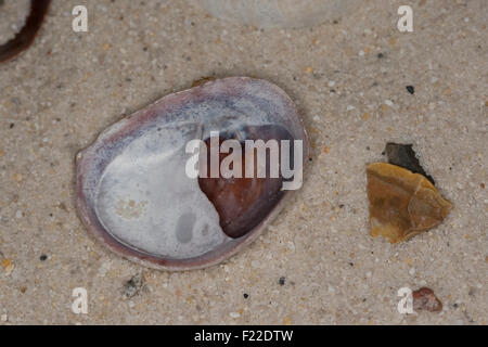 Slipper limpet, slippersnail, Pantoffelschnecke, Pantoffel-Schnecke, leere Schalen, Porzellanpantoffel, Crepidula fornicata Stock Photo