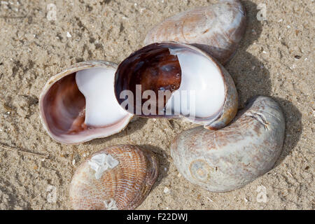 Slipper limpet, slippersnail, Pantoffelschnecke, Pantoffel-Schnecke, leere Schalen, Porzellanpantoffel, Crepidula fornicata Stock Photo