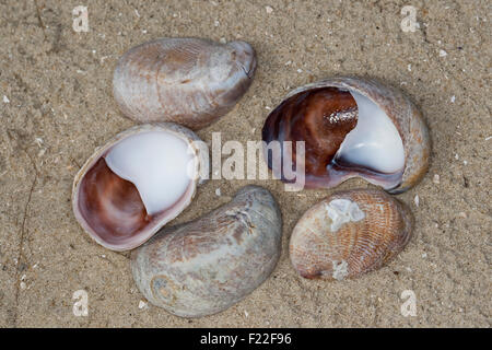 Slipper limpet, slippersnail, Pantoffelschnecke, Pantoffel-Schnecke, leere Schalen, Porzellanpantoffel, Crepidula fornicata Stock Photo