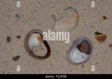 Slipper limpet, slippersnail, Pantoffelschnecke, Pantoffel-Schnecke, leere Schalen, Porzellanpantoffel, Crepidula fornicata Stock Photo