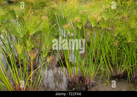 Papyrus sedge, paper reed, Indian matting plant, Nile grass, Echter Papyrus, Papyrusstaude, Zyperngras, Papier, Cyperus papyrus Stock Photo