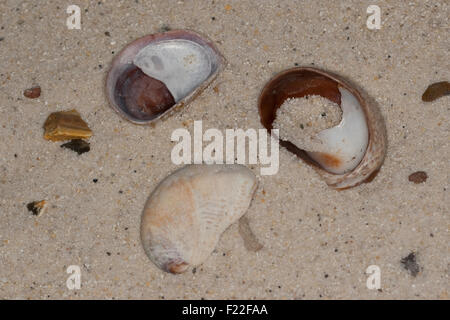 Slipper limpet, slippersnail, Pantoffelschnecke, Pantoffel-Schnecke, leere Schalen, Porzellanpantoffel, Crepidula fornicata Stock Photo