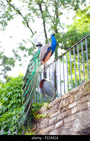 Male Indian Peafowl on a railing Stock Photo