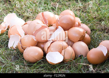 broken eggshells in a field Stock Photo
