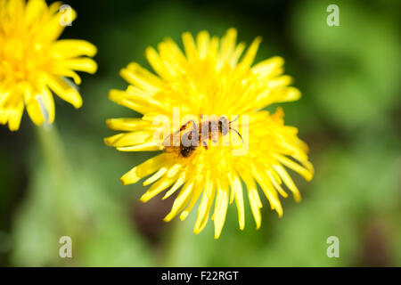 A Bee on a dandelion Stock Photo