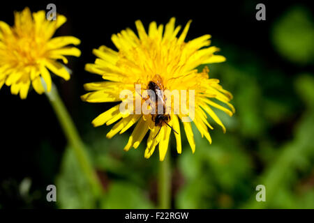 A Bee on a dandelion Stock Photo