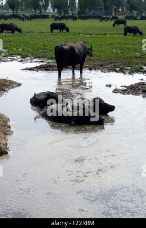 View of buffaloes in a muddy water Stock Photo